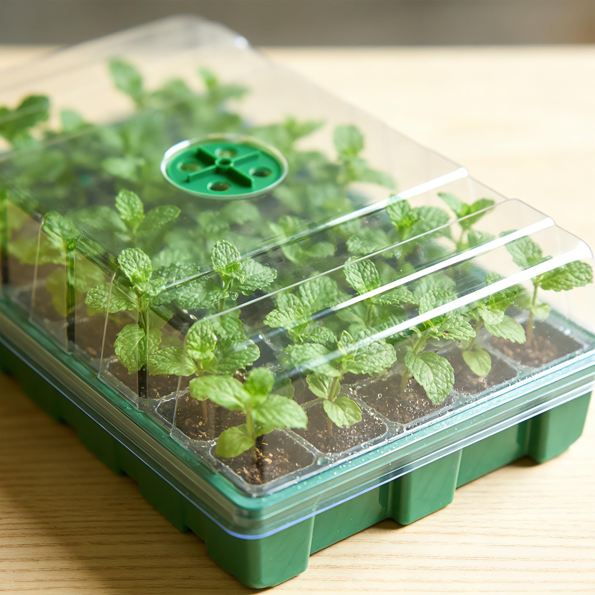 With Transparent Cover Greenho - đánh giá và giá Seed Starter Tray