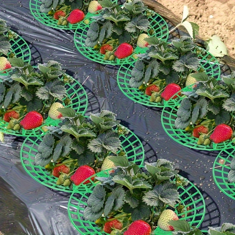 20-Piece Heavy-Duty Strawberry - đánh giá và giá Indoor Herb Garden
