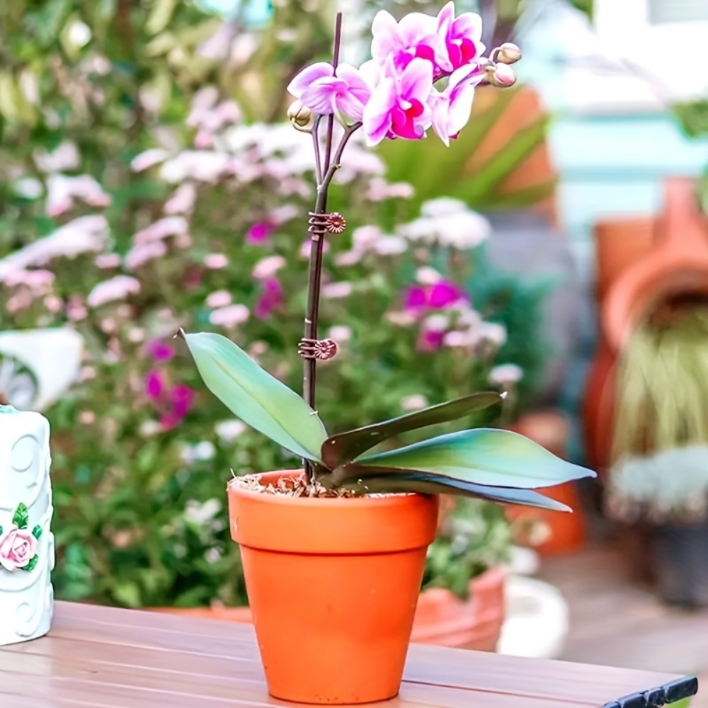 100 Pieces of Orchid and Vine  - đánh giá và giá Indoor Herb Garden