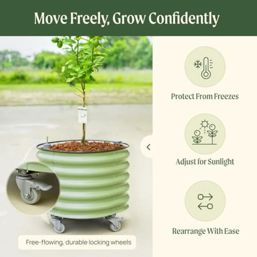 Rolling Citrus Tree Planter Ge - đánh giá và giá Self Watering Planter