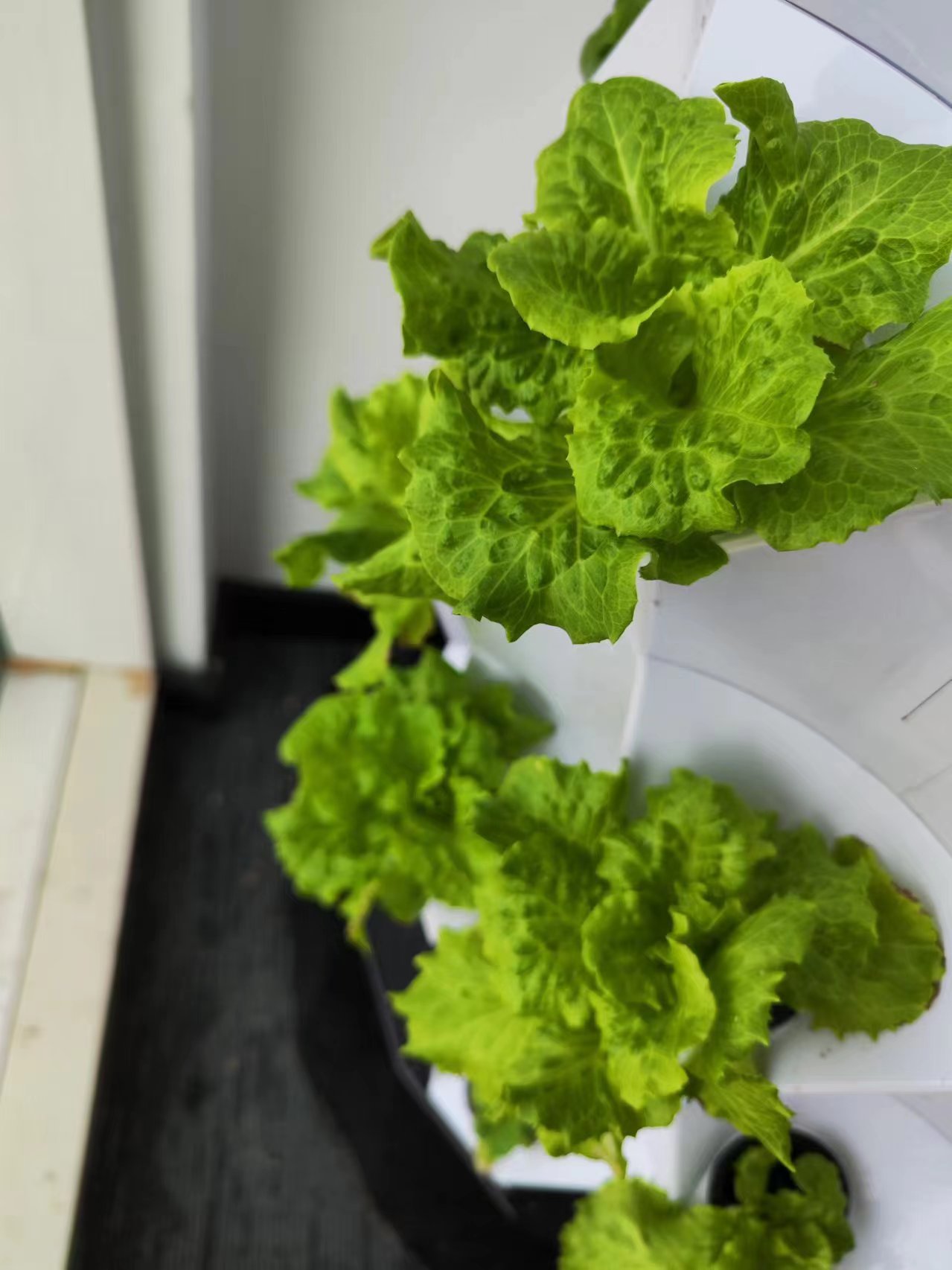 Farm Auto Irrigation Drip Kit  - đánh giá và giá Hydroponic Kit